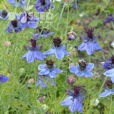 Nigelle d'Espagne Midnight