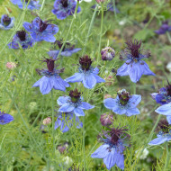 Nigelle d'Espagne Midnight