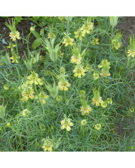 Nigelle d'Espagne Midnight