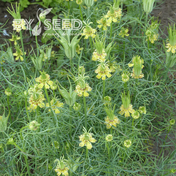 Nigelle d'Orient Transformer