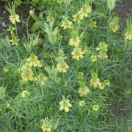Nigelle d'Orient Transformer