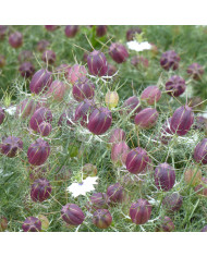 Nigelle d'Orient Transformer