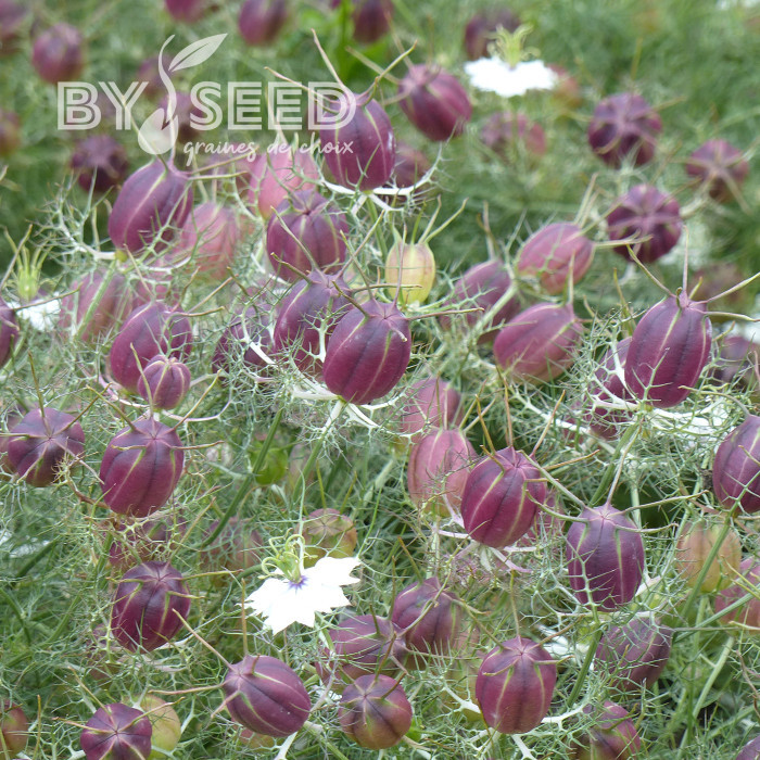 Nigelle de Damas Blanche à capsule rouge - Albion Black Pod