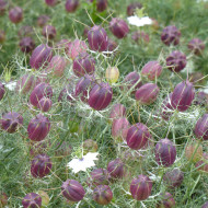 Nigelle de Damas Blanche à capsule rouge - Albion Black Pod