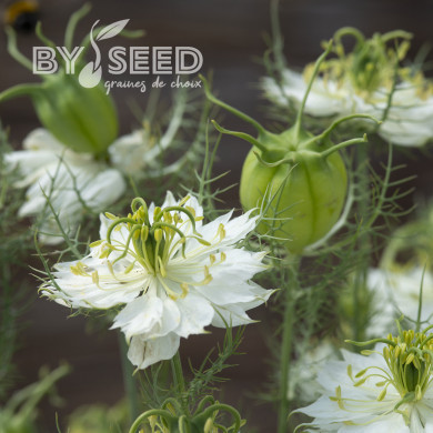 Nigelle de Damas Blanche à capsule verte - Albion Green Pod