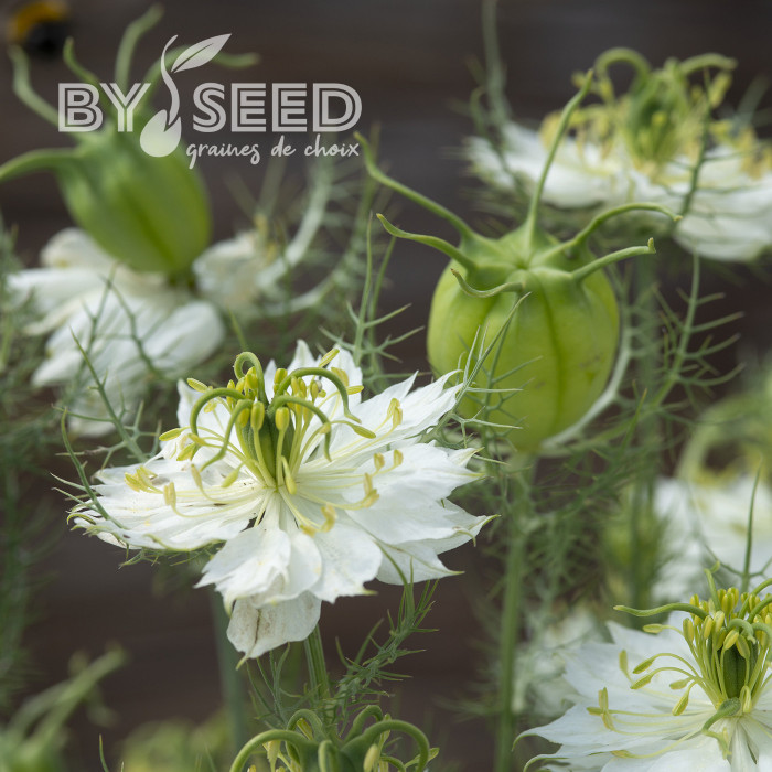 Nigelle de Damas Blanche à capsule verte - Albion Green Pod