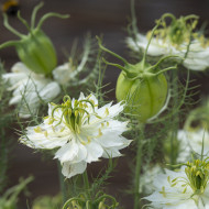 Nigelle de Damas Blanche à capsule verte - Albion Green Pod