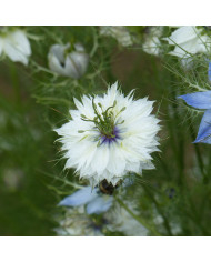 Nigelle de Damas Blanche à capsule verte BIO - Albion Green Pod