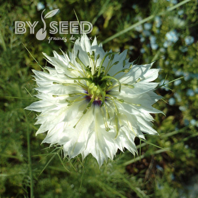 Nigelle de Damas Miss Jekyll Alba
