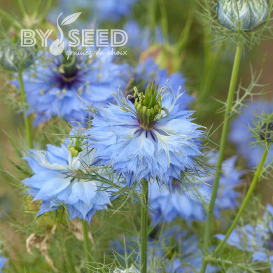 Nigelle de Damas Miss Jekyll Sky Blue