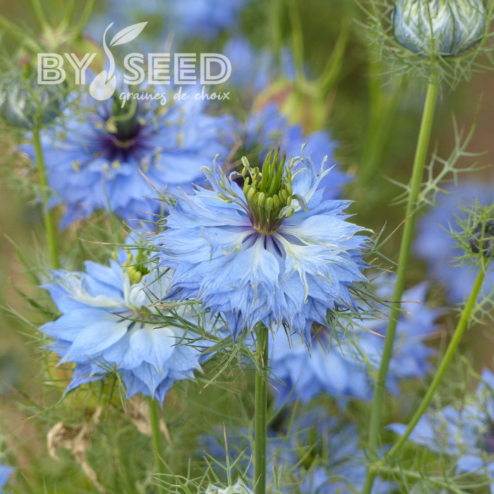 Nigelle de Damas Miss Jekyll Sky Blue