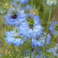 Nigelle de Damas Miss Jekyll Sky Blue