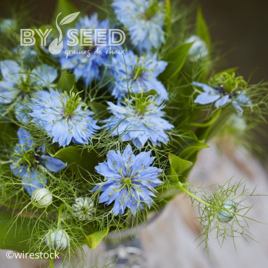 Nigelle de Damas Miss Jekyll Sky Blue