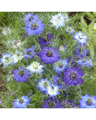 Nigelle de Damas Mixed BIO