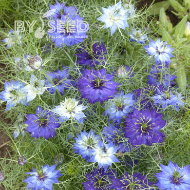 Nigelle de Damas Moody Blues