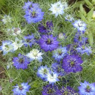 Nigelle de Damas Moody Blues