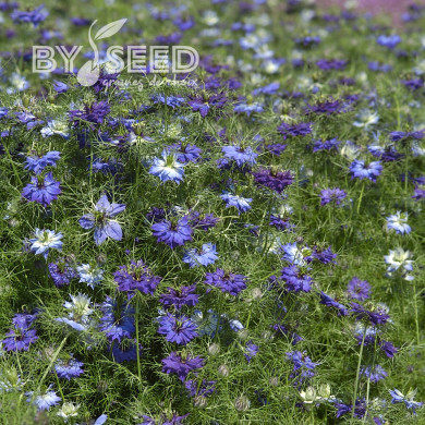Nigelle de Damas Moody Blues