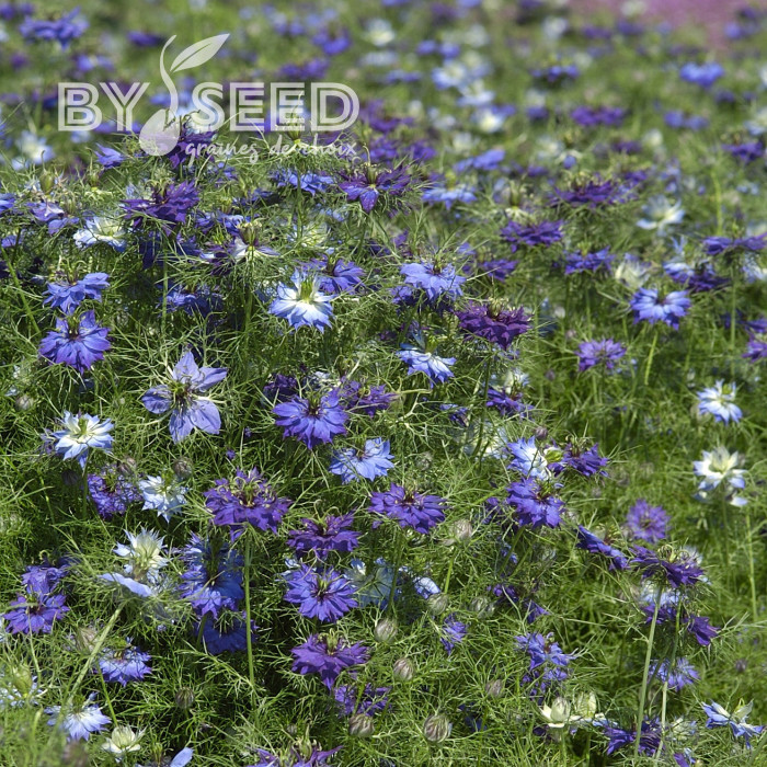 Nigelle de Damas Moody Blues