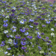 Nigelle de Damas Moody Blues