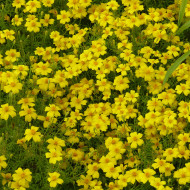 Œillet d'Inde signata Lemon Gem