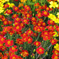 Œillet d'Inde signata Paprika