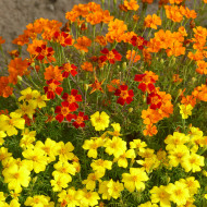 Œillet d'Inde signata Starfire Mix