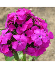 OEillet de poète Etournelle Rose