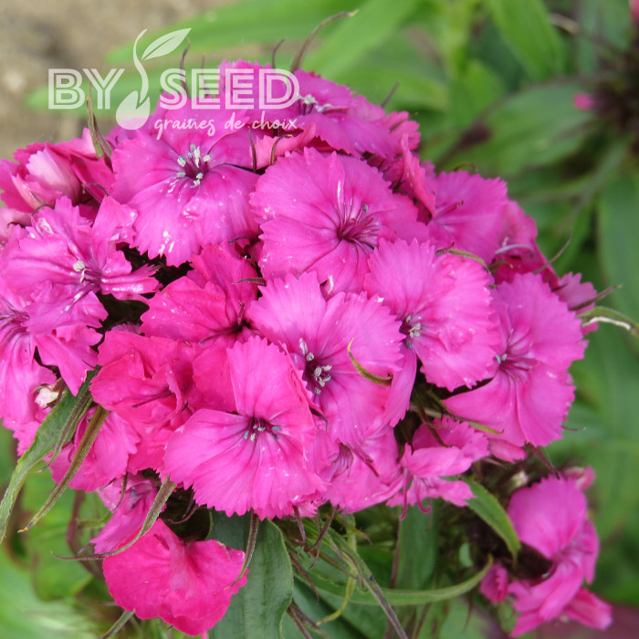 OEillet de poète Etournelle Rose