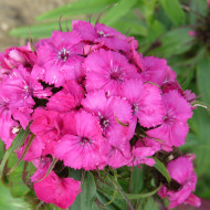 OEillet de poète Etournelle Rose