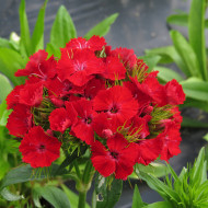 OEillet de poète Etournelle Scarlet