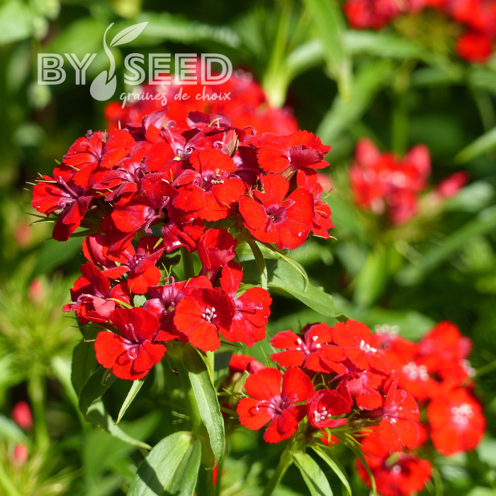 OEillet de poète Etournelle Scarlet