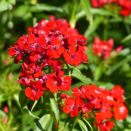 OEillet de poète Etournelle Scarlet