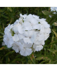 OEillet de poète Etournelle White with Eye