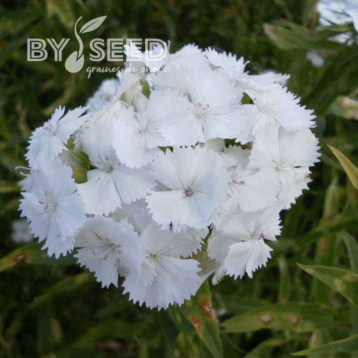 OEillet de poète Etournelle White