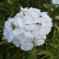 OEillet de poète Etournelle White