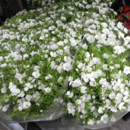 OEillet de poète Etournelle White