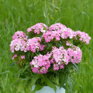 OEillet de poète Flora Pearl Appleblossom