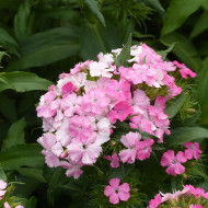 OEillet de poète Flora Pearl Appleblossom