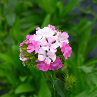OEillet de poète Flora Pearl Appleblossom