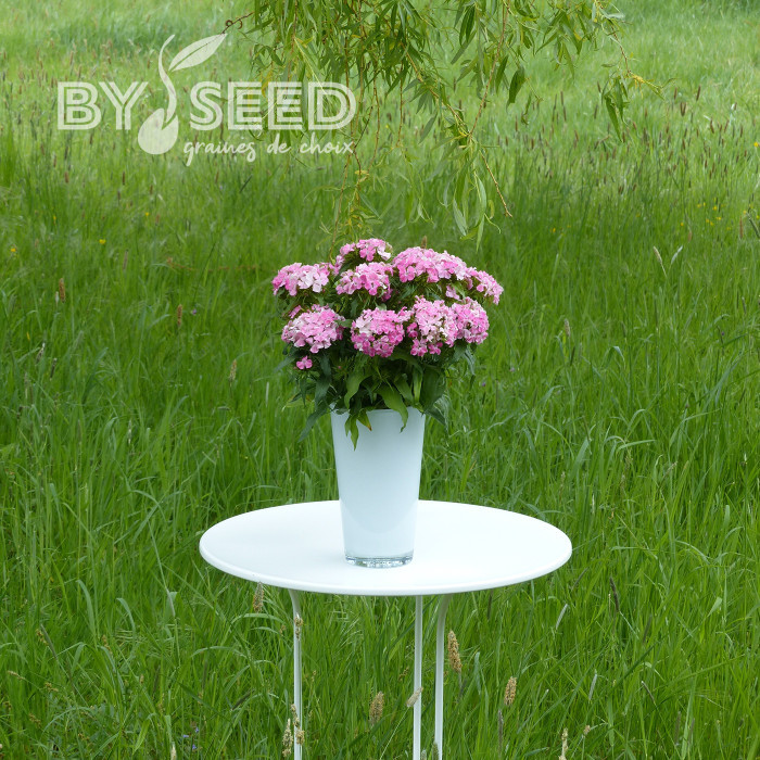 OEillet de poète Flora Pearl Appleblossom