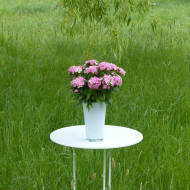 OEillet de poète Flora Pearl Appleblossom