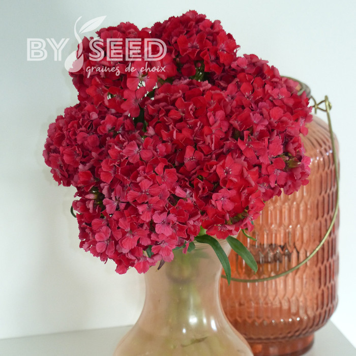 Oeillet de poète Flora Pearl Salmon Terracotta