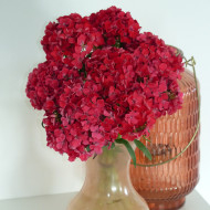 Oeillet de poète Flora Pearl Salmon Terracotta
