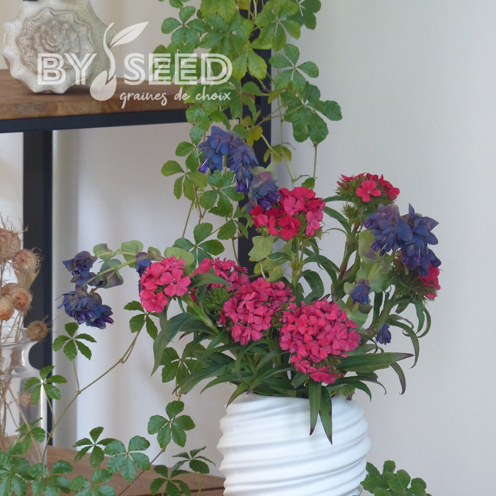 Oeillet de poète Flora Pearl Salmon Terracotta