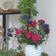 Oeillet de poète Flora Pearl Salmon Terracotta