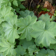 Alchémille mollis