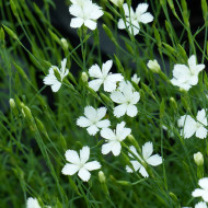 Œillet deltoïdes Albus