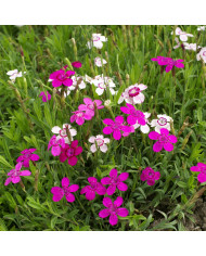 Œillet deltoïdes Rosea