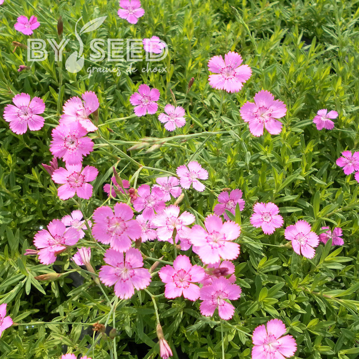 Œillet deltoïdes Rosea