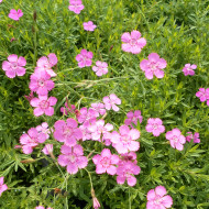 Œillet deltoïdes Rosea